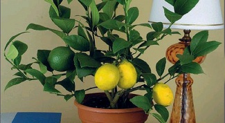 Как прививать лимон