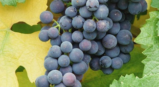 Как рассадить виноград