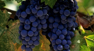 Как прорастить черенки винограда