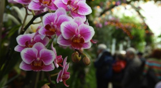 Как реанимировать орхидею