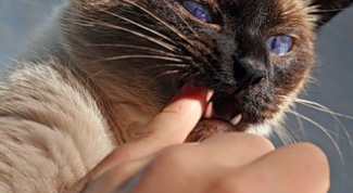 How to brush your cats teeth