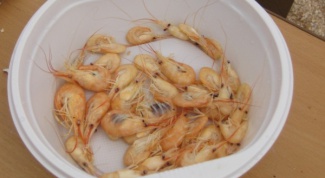 How to catch shrimp