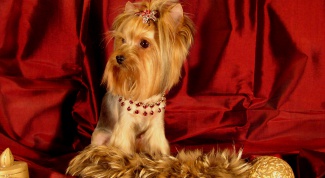 How to educate a Yorkshire Terrier
