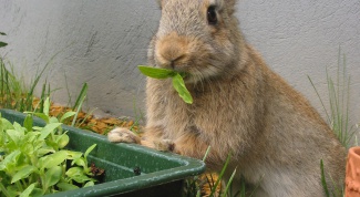 How to feed and care for rabbits