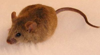 Как избавиться от крыс и мышей
