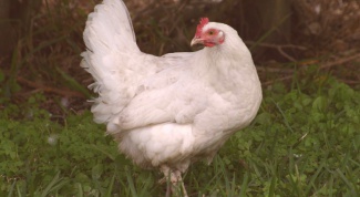 How to grow broiler chickens