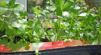 How to grow parsley on the windowsill