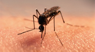 Как избавиться от комаров