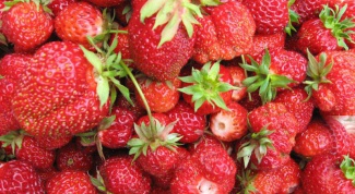 How to grow everbearing strawberries