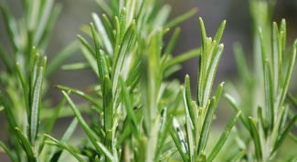 How to grow rosemary at home