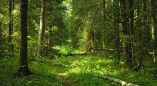 Как защитить лес