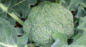 Как вырастить капусту брокколи