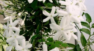 Decorative Jasmine: how to multiply at home
