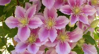 How to propagate clematis