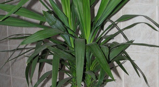 How to transplant a Yucca