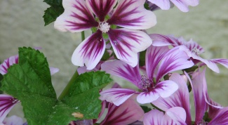 How to grow mallow