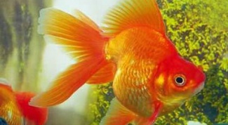Как разводить золотых рыбок