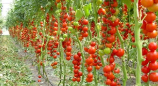 Как подготовить семена томата к посадке
