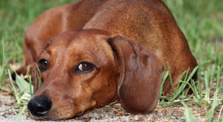How to treat cystitis in dogs