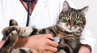 Как дать кошке лекарство