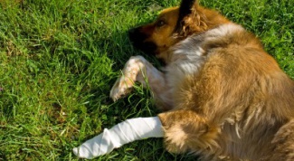 How to stop the bleeding in dogs