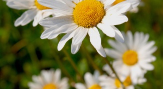 How to prepare a decoction of chamomile