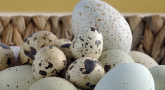 How to drink quail eggs