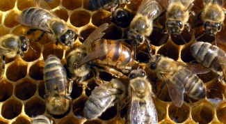 Как содержать пчёл