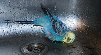 Как помыть попугая