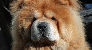 How to feed a Chow Chow