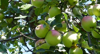 Как прививать яблони и груши