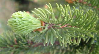 How to transplant spruce