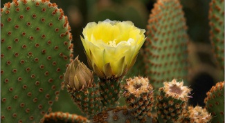 How to make flowered cacti