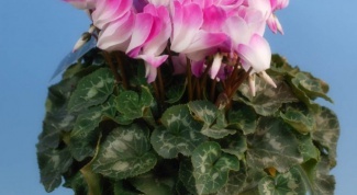 How to transplant a cyclamen