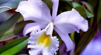 How to water orchids