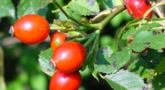 How to make a decoction of rose hips