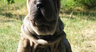 How to feed a Shar Pei puppy