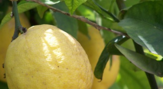 How to transplant a lemon