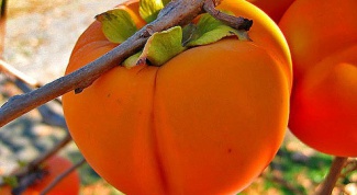 How to plant persimmon