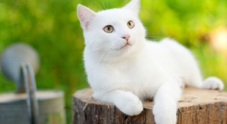 How to name a white cat