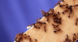 Как избавиться от красных муравьёв