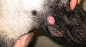 How to treat ringworm on a dog