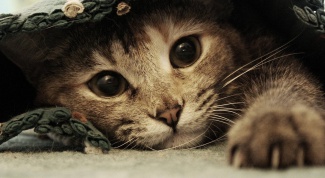 How to get rid of cat odor on carpets