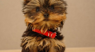 How to train a Yorkshire Terrier
