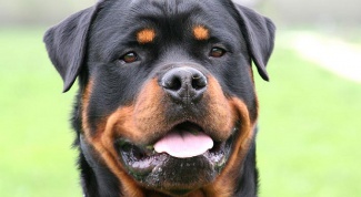 How to train a Rottweiler