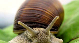 How to call a snail