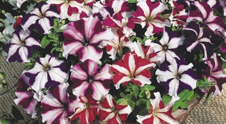 How to collect Petunia seeds