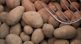 How to dig potatoes