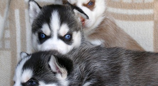 How to raise a puppy husky