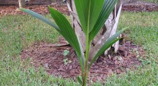 Как вырастить кокосовую пальму